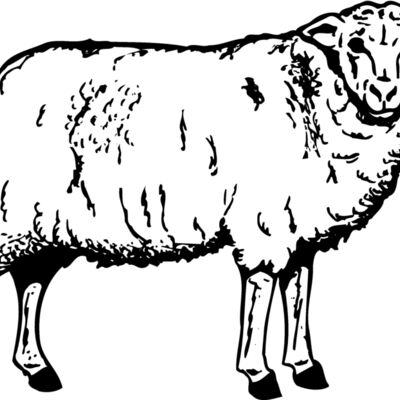 SHEEP002 Thumbnail
